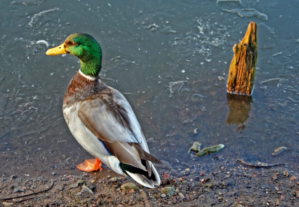 male mallard duck preview