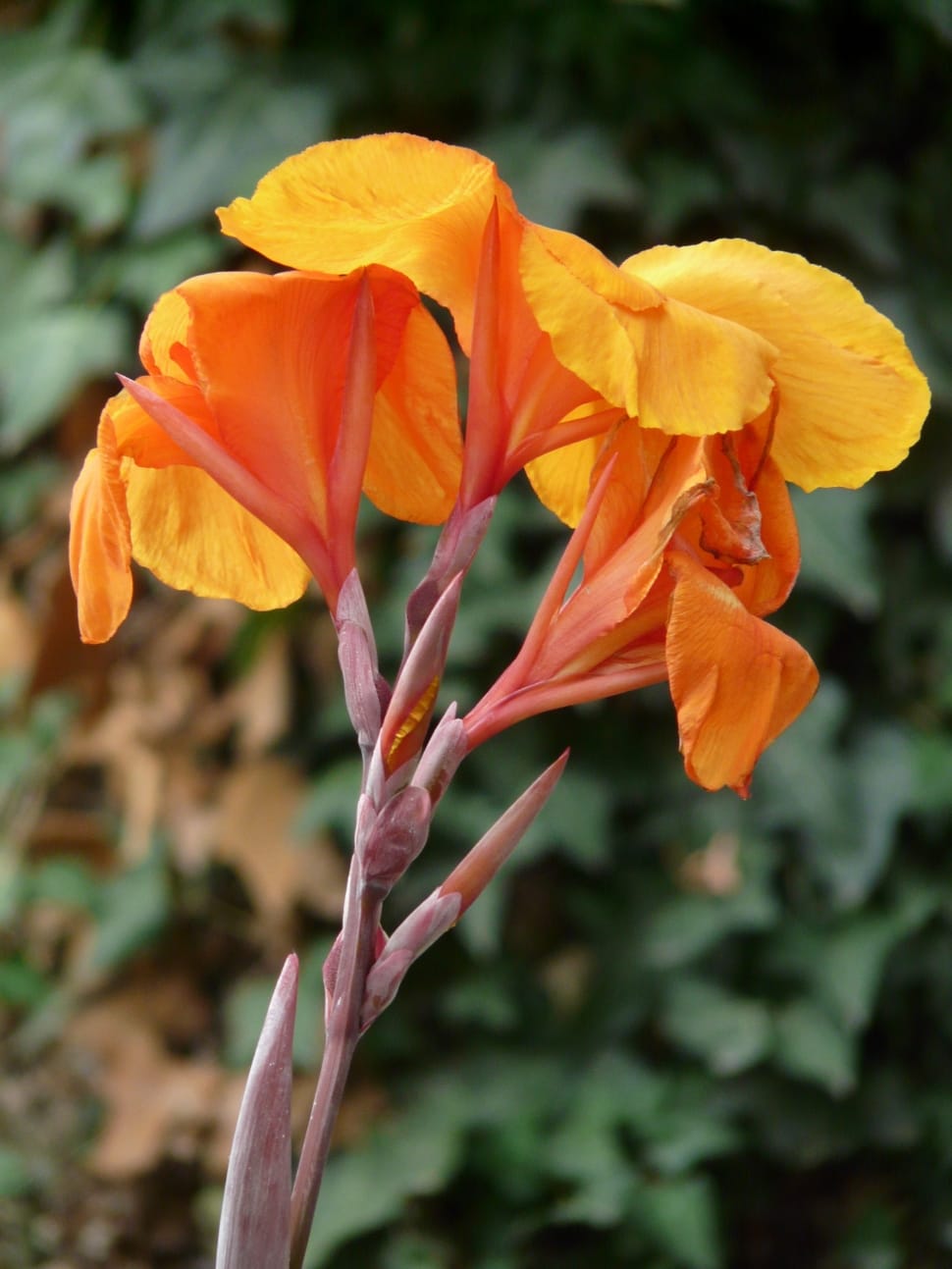 yellow canna lily preview