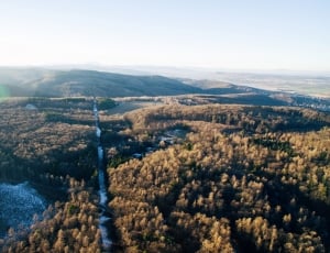aerial photo of trees and road thumbnail