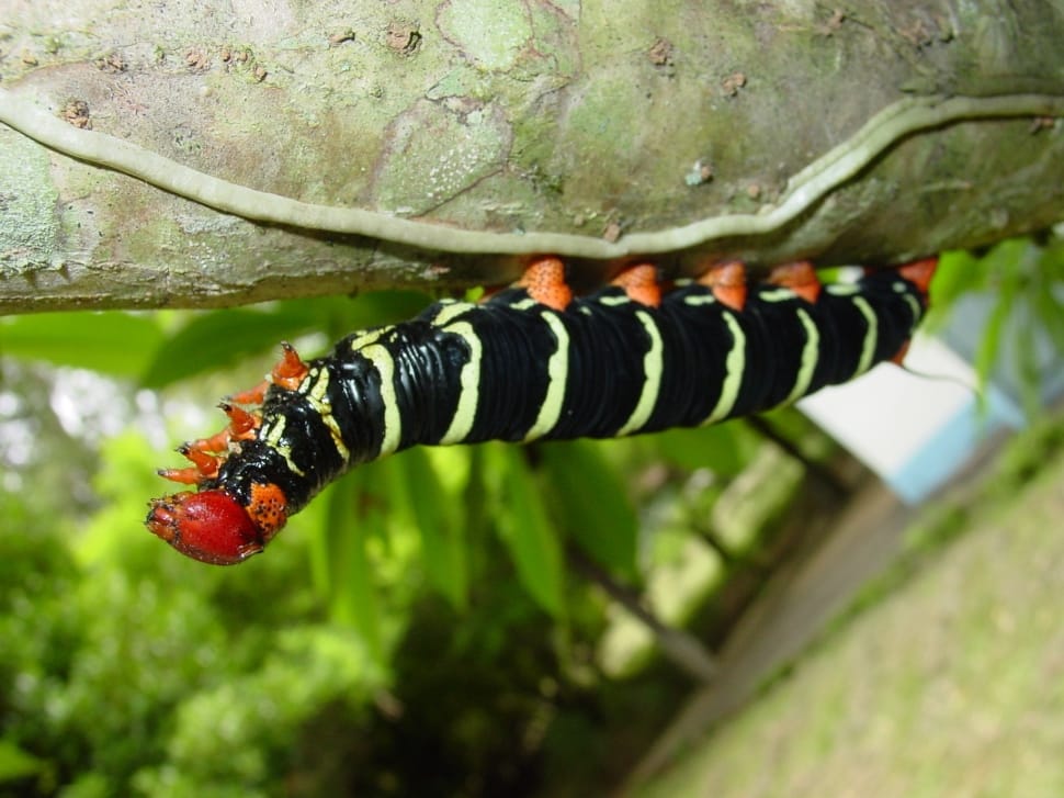 black and white stripe caterpillar preview