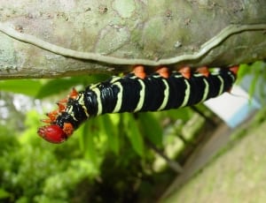 black and white stripe caterpillar thumbnail