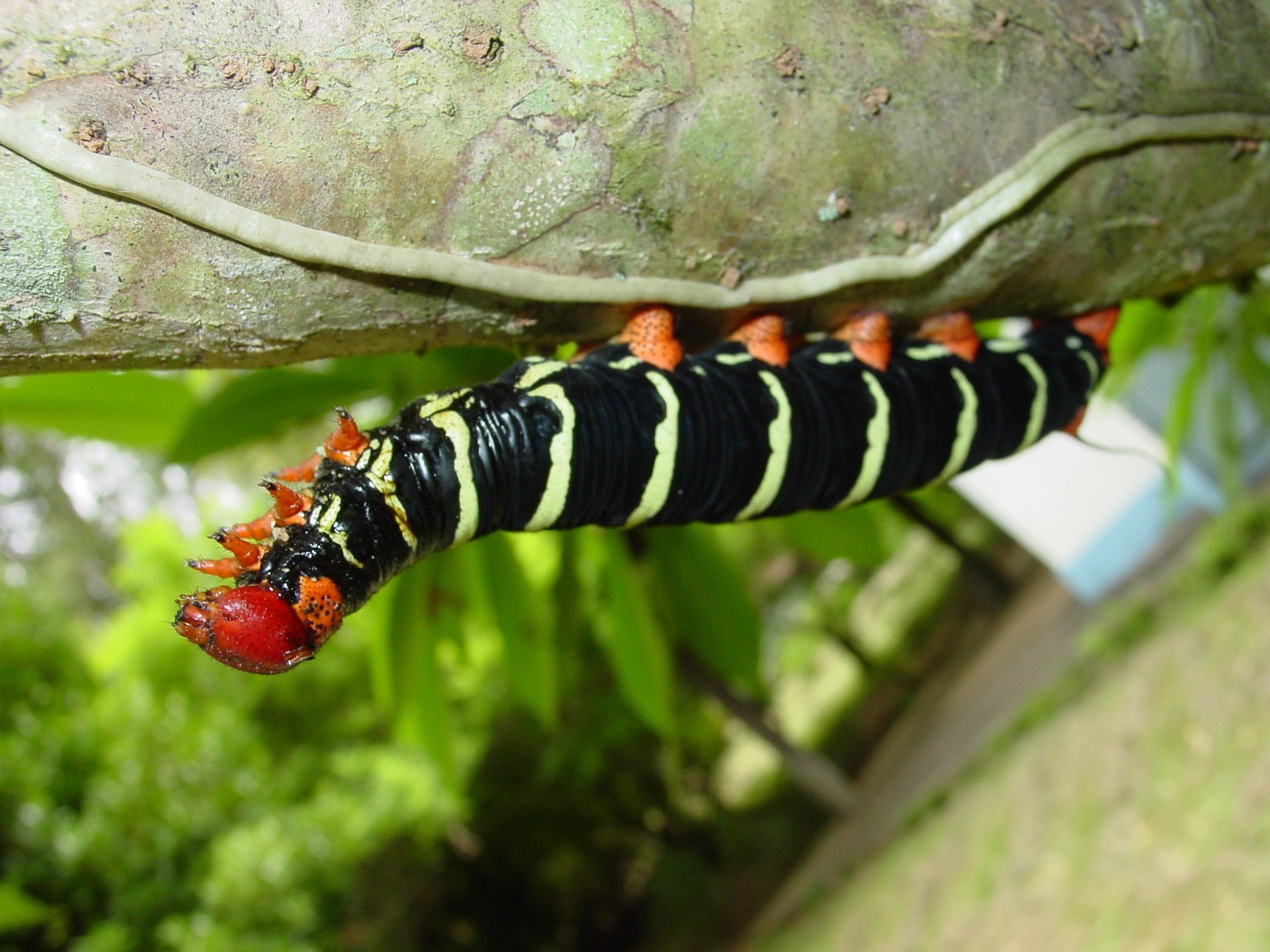 black and white stripe caterpillar
