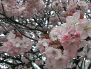 pink cherry blossoms during daytime thumbnail