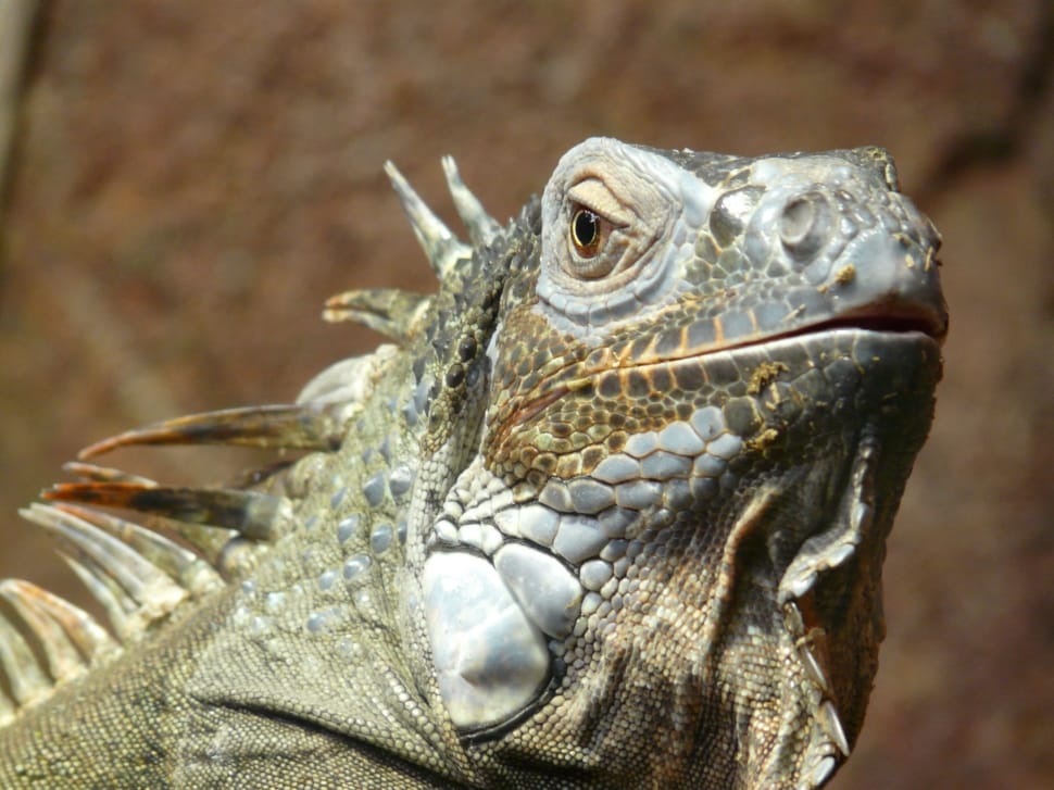 grey bearded dragon preview