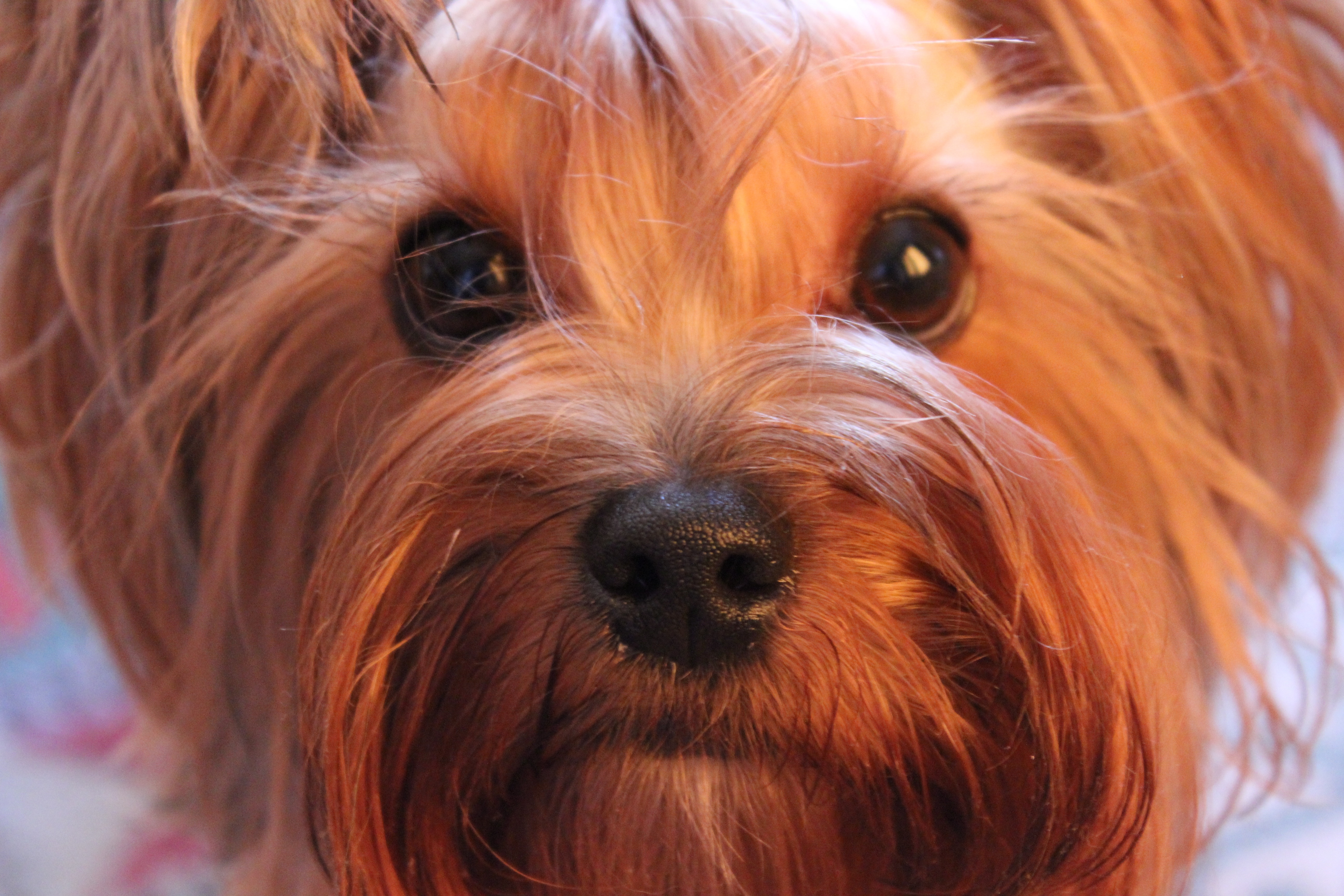 black and tan yorkshire terrier