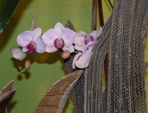 purple moth orchids thumbnail