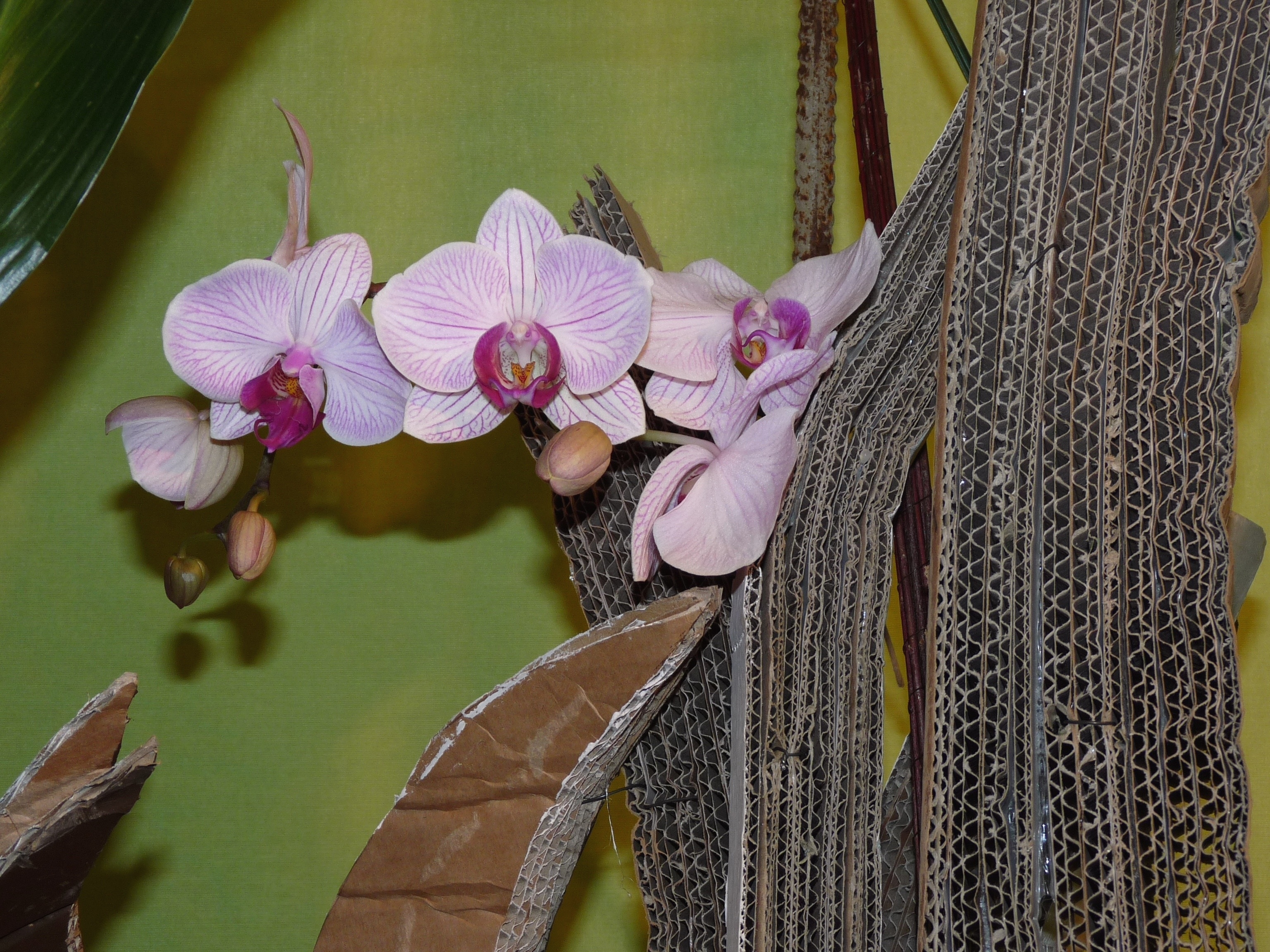 purple moth orchids