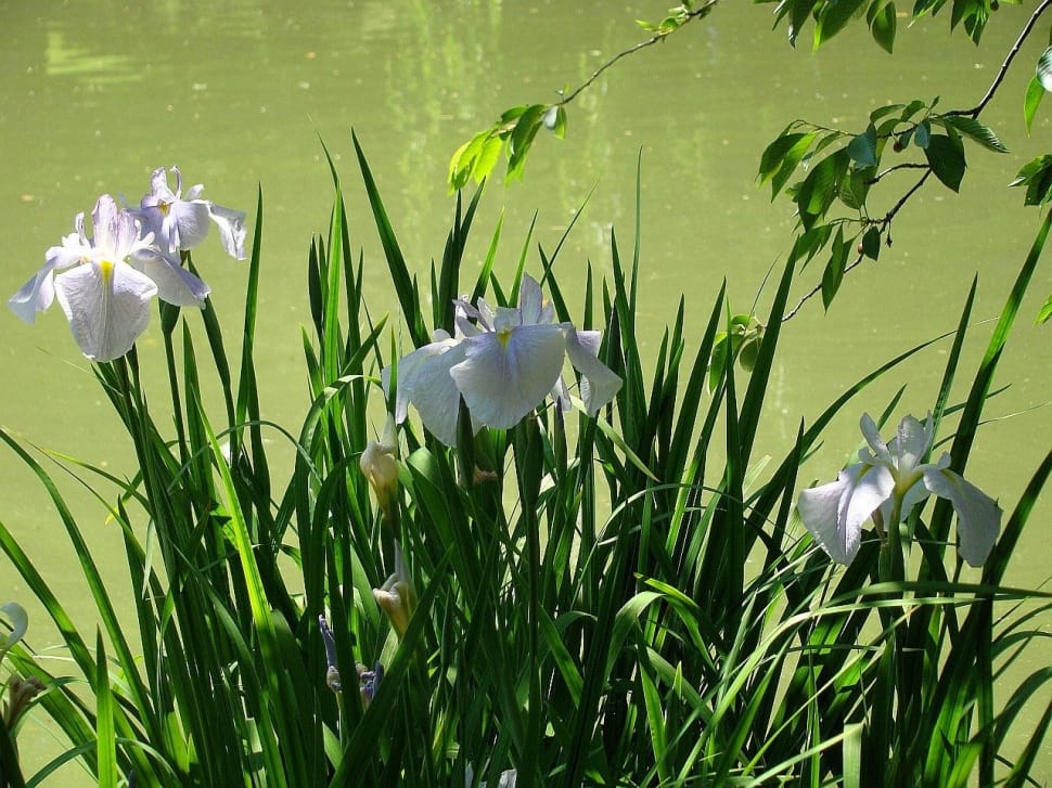 white irises preview