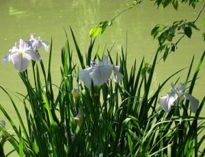 white irises thumbnail