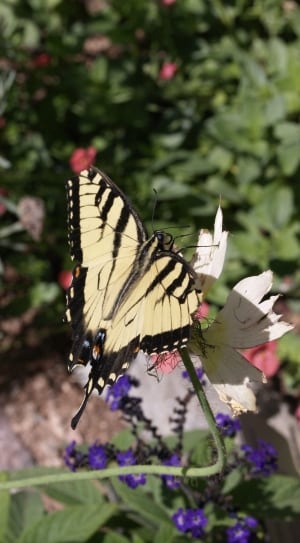 white and black tiger swallowtail butterfly thumbnail