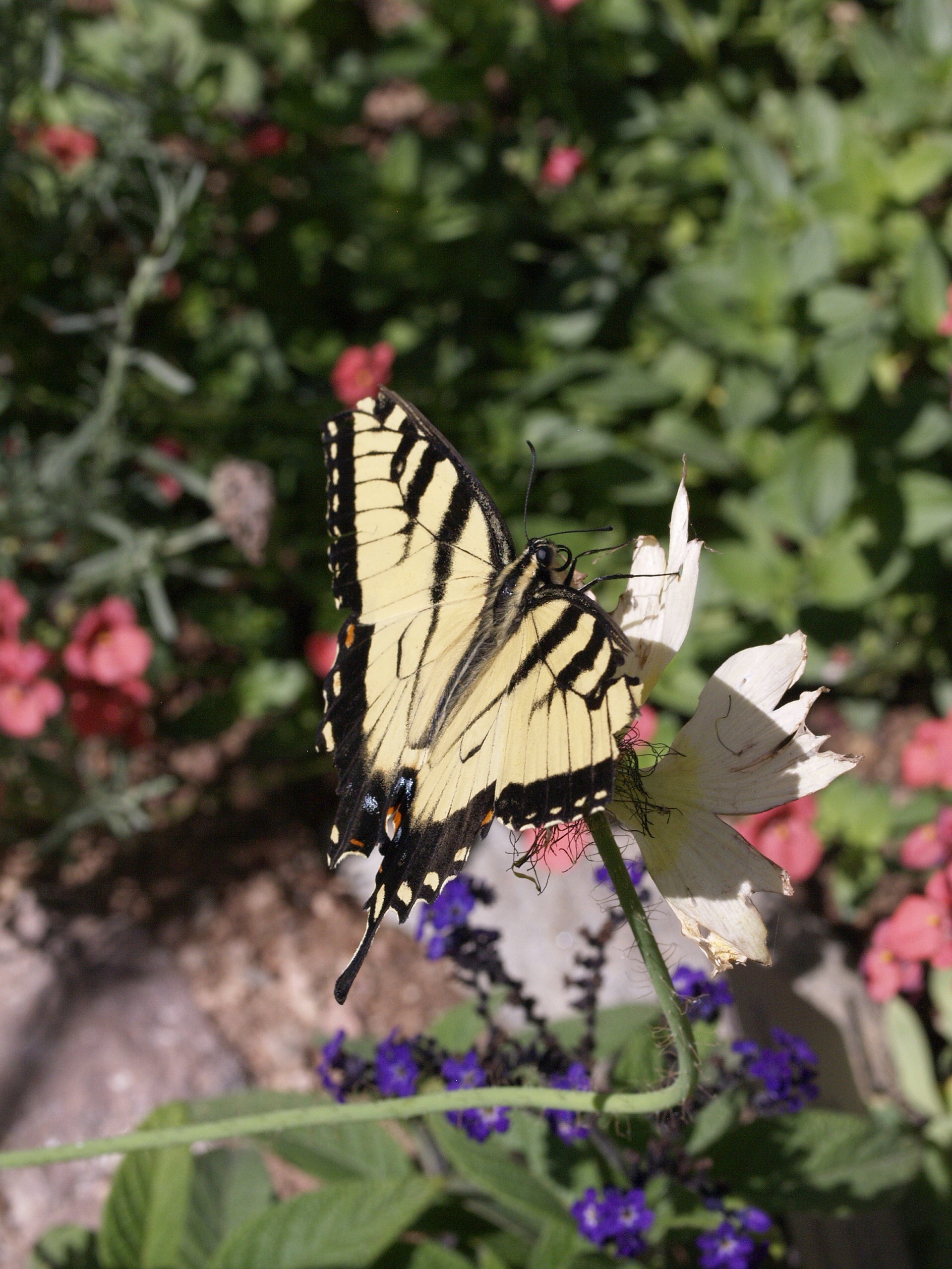 white and black tiger swallowtail butterfly