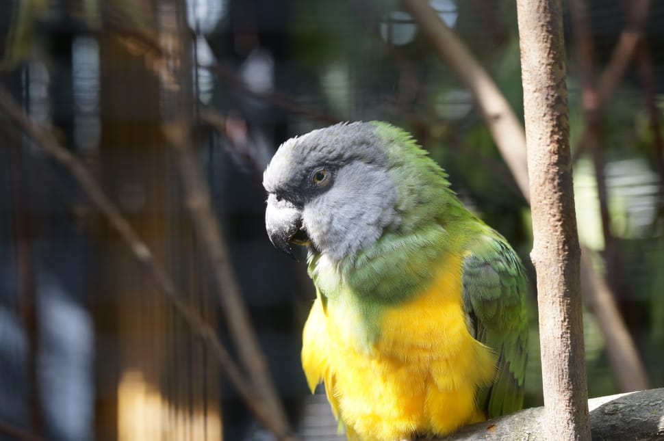 grey green and yellow parrot preview