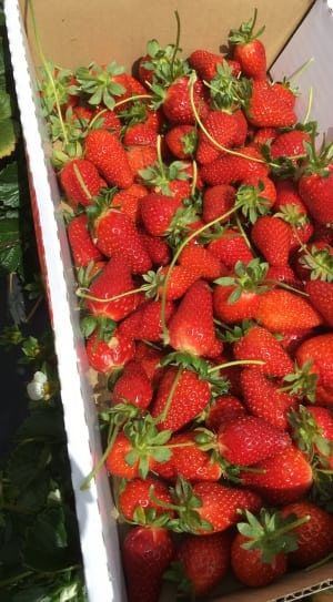strawberries fruits thumbnail