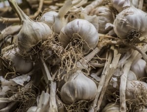 garlic bulbs thumbnail