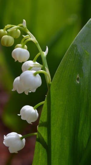 26 royalty free lily of the valley images | Peakpx
