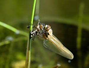robber fly thumbnail