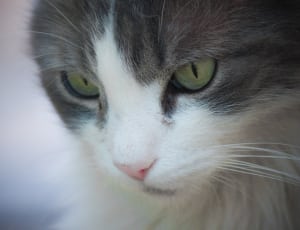 black and white turkish angola cat thumbnail