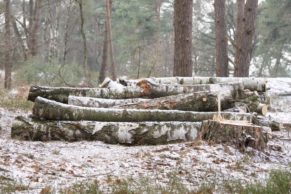 tree logs preview