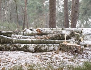 tree logs thumbnail