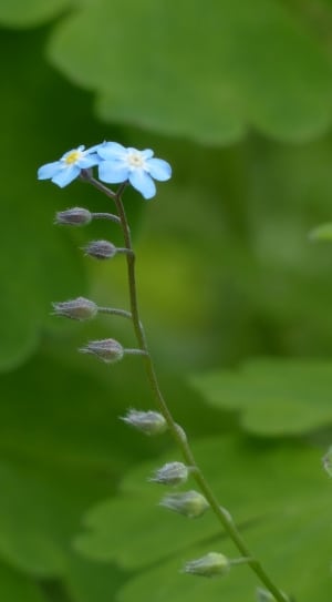 2 blue and white petaled flowers thumbnail