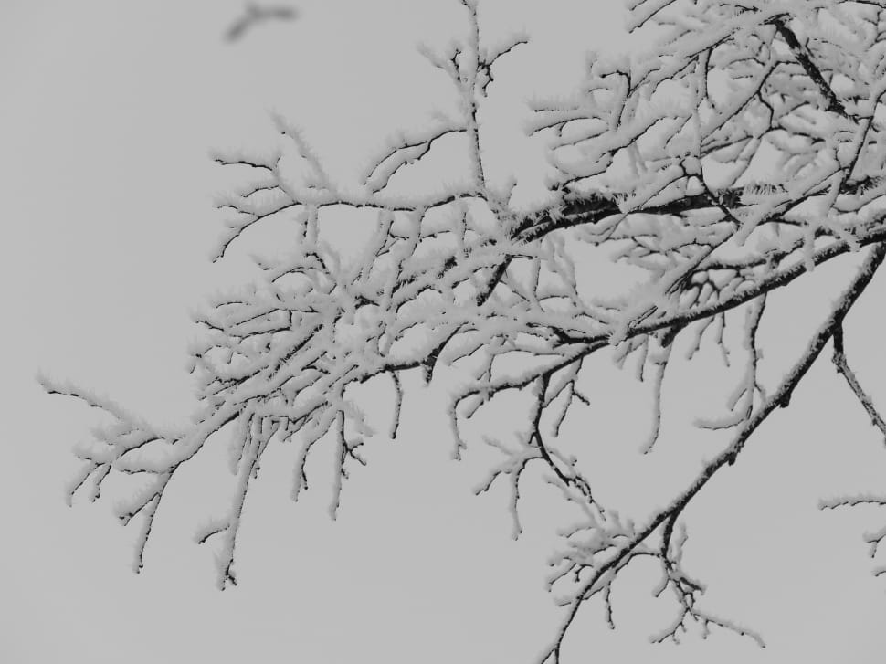 snow on tree preview