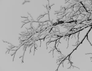 snow on tree thumbnail