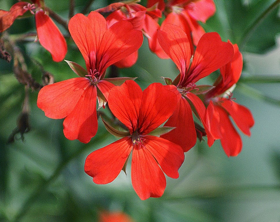 red 5 petaled flowers closeup photography at daytime preview