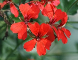 red 5 petaled flowers closeup photography at daytime thumbnail