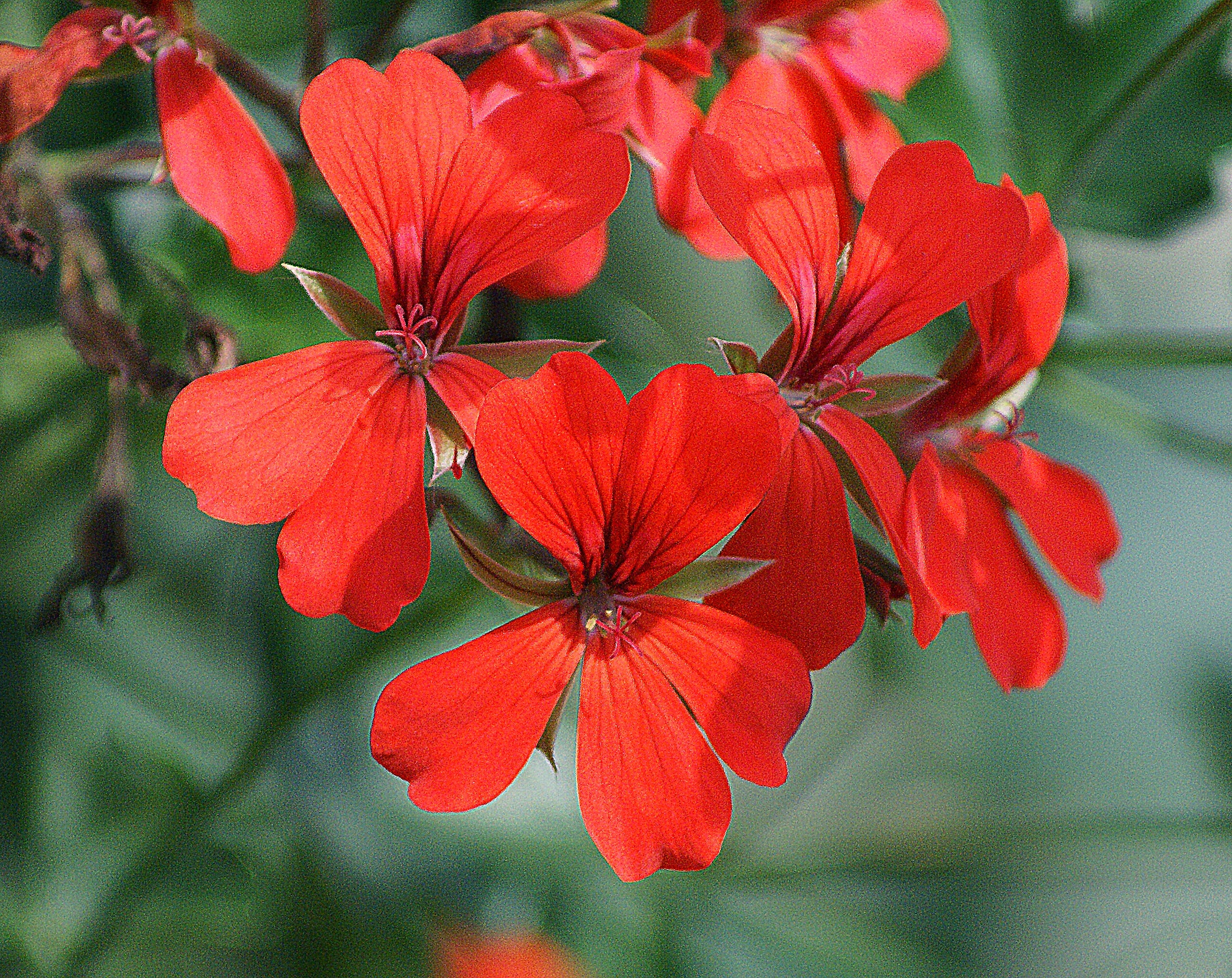 red 5 petaled flowers closeup photography at daytime