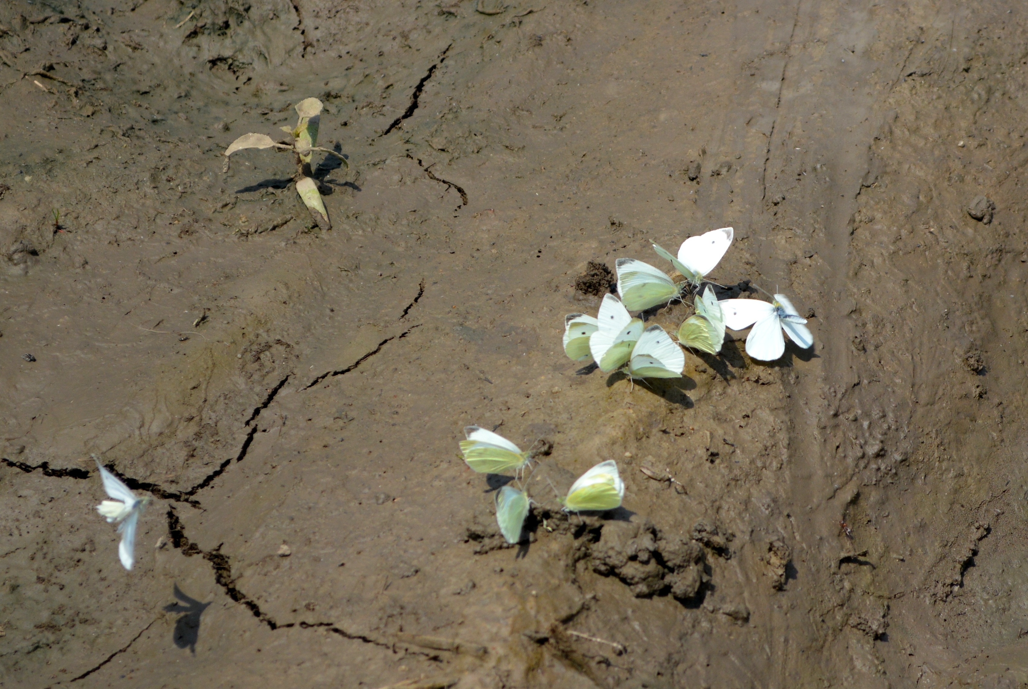 green and white butterflies