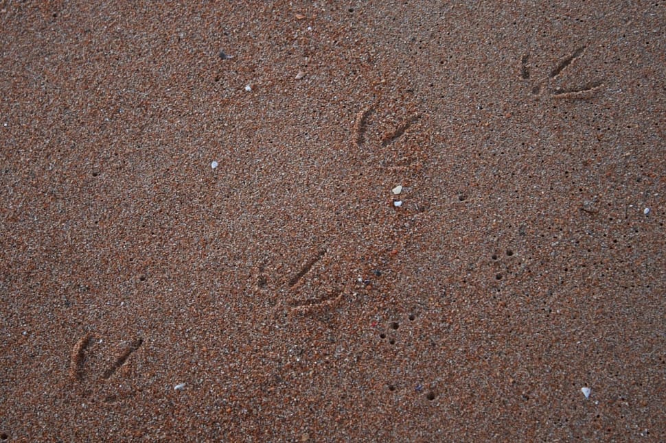 bird footprint on brown sand preview