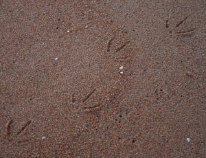 bird footprint on brown sand thumbnail