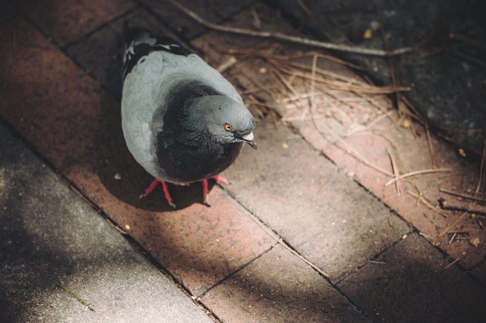 rock pigeon on brick floor preview