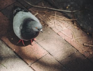 rock pigeon on brick floor thumbnail