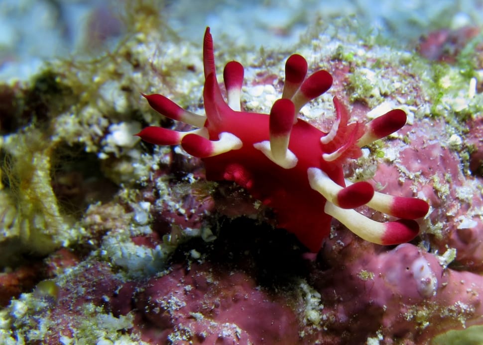red and white sea anemone preview