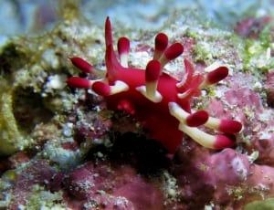 red and white sea anemone thumbnail