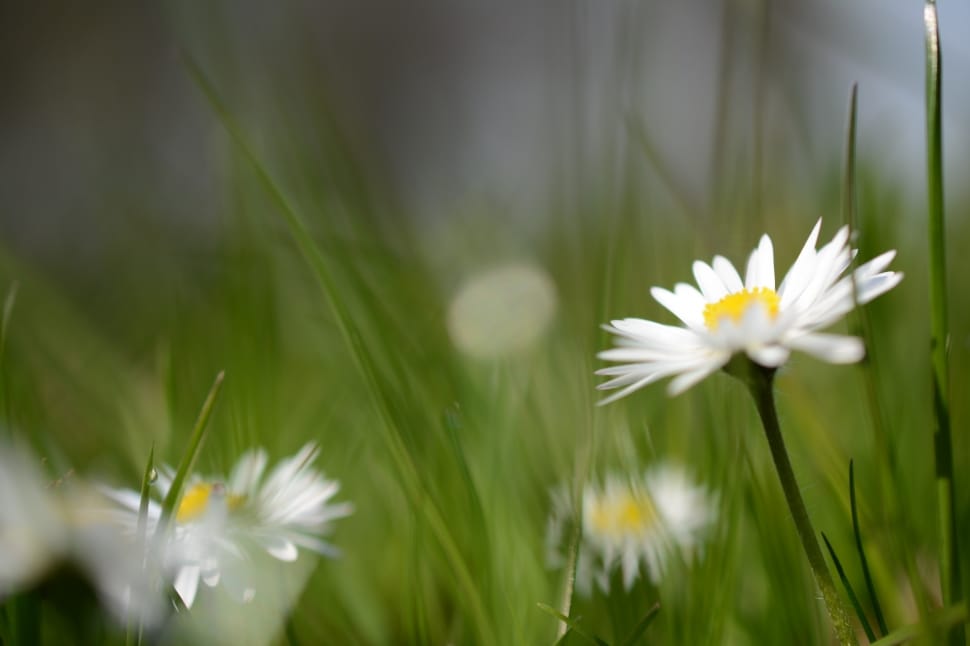 Daisy, Flower, Nature, Plant, Blossom, flower, white color preview