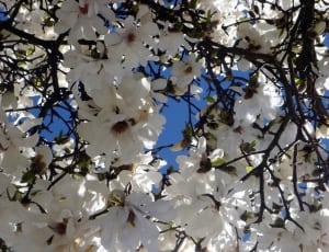 white flowers on tree thumbnail