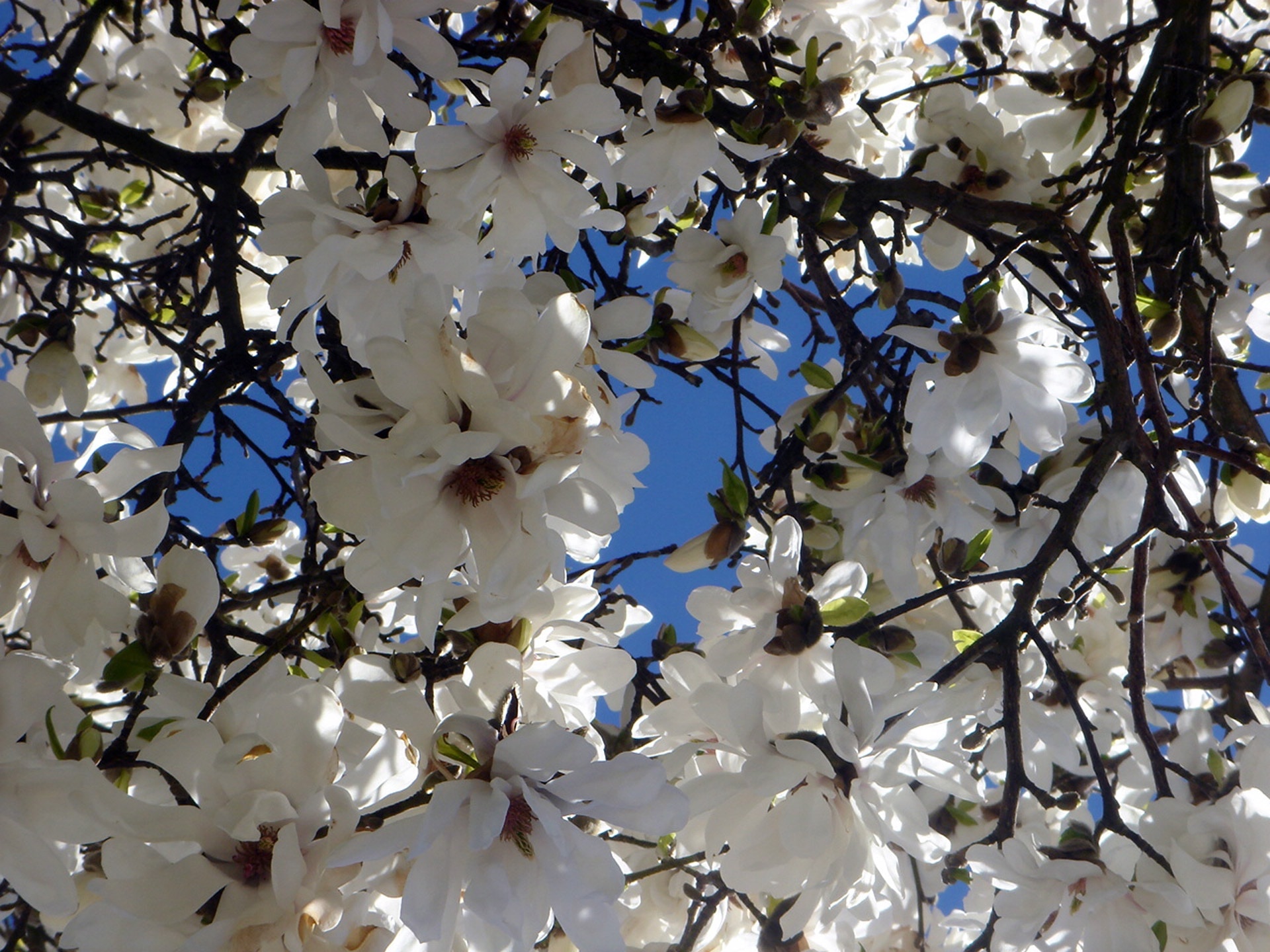 white flowers on tree