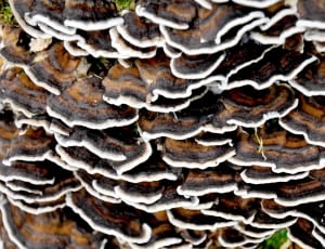 brown black and white mushroom lot thumbnail