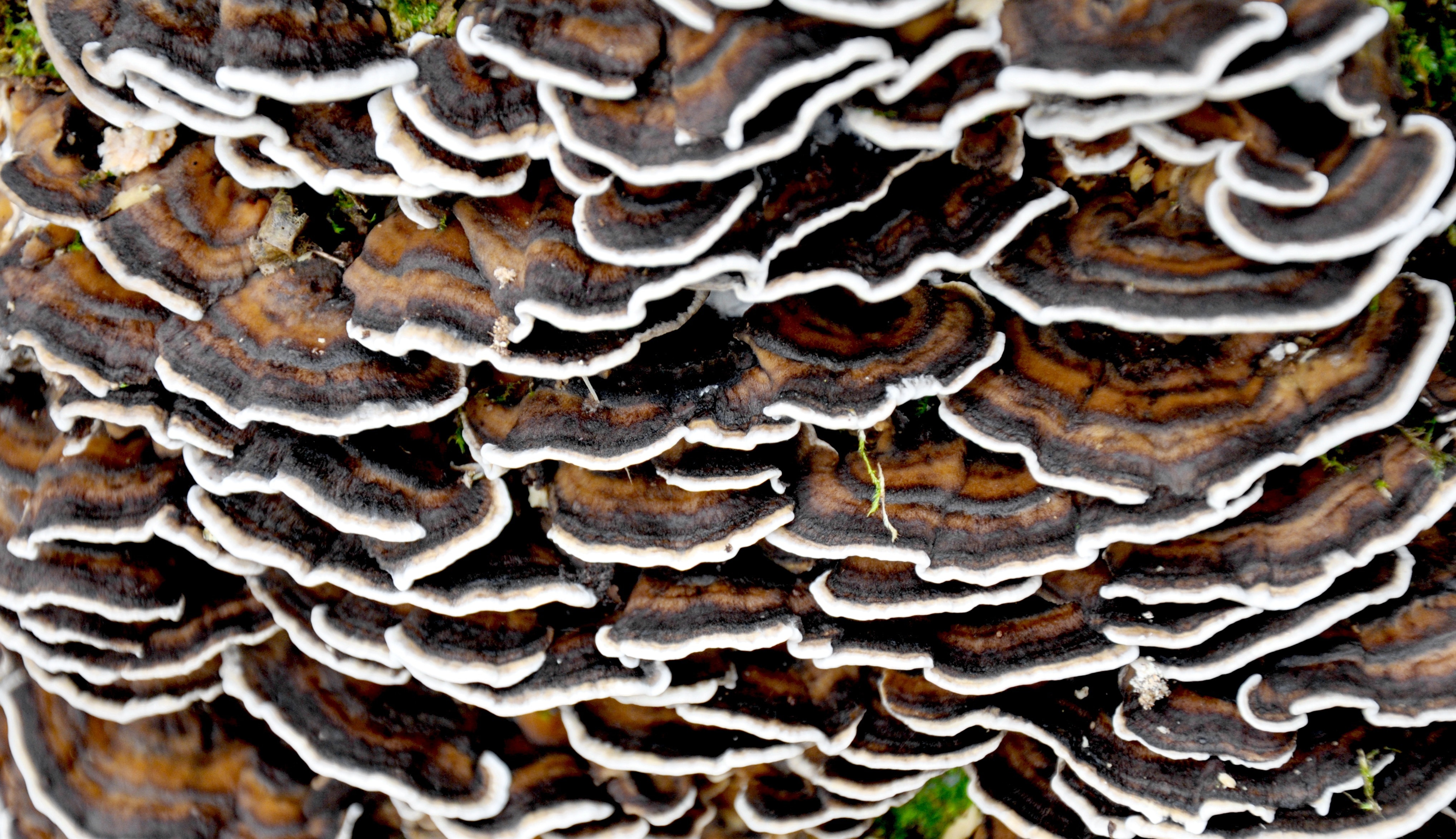 brown black and white mushroom lot
