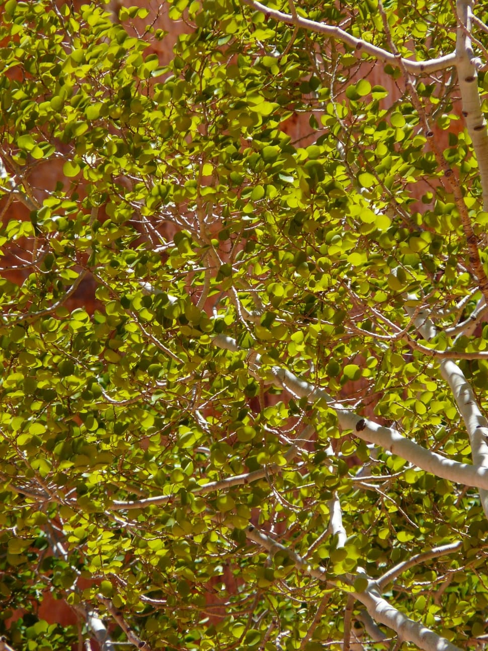 green birch tree preview