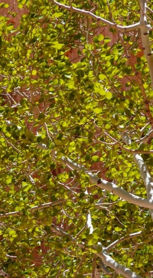 green birch tree thumbnail
