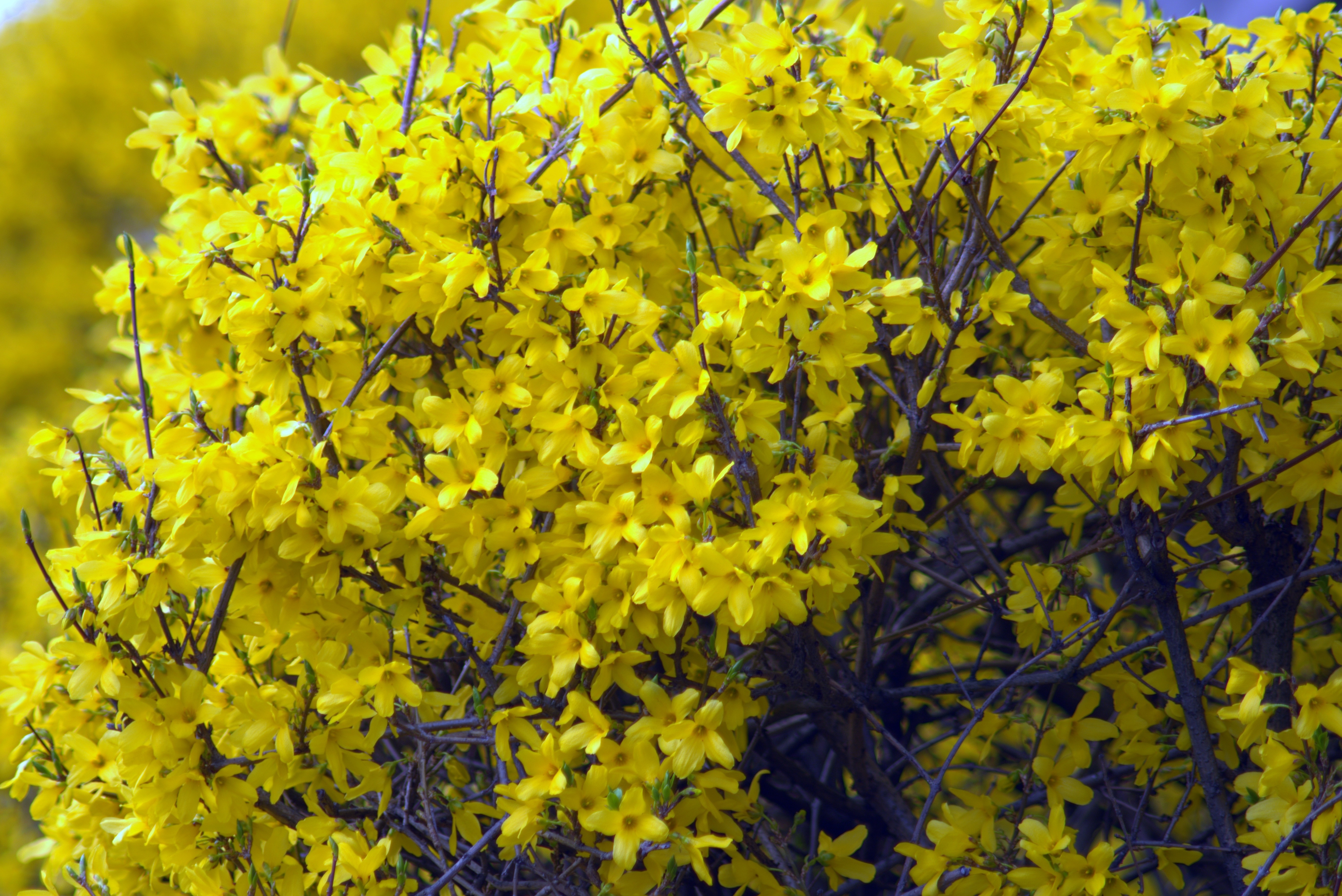 Желтый кустарник название цветущий весной фото. Форзиция Медоуларк. Форзиция пониклая. Форзиция европейская.