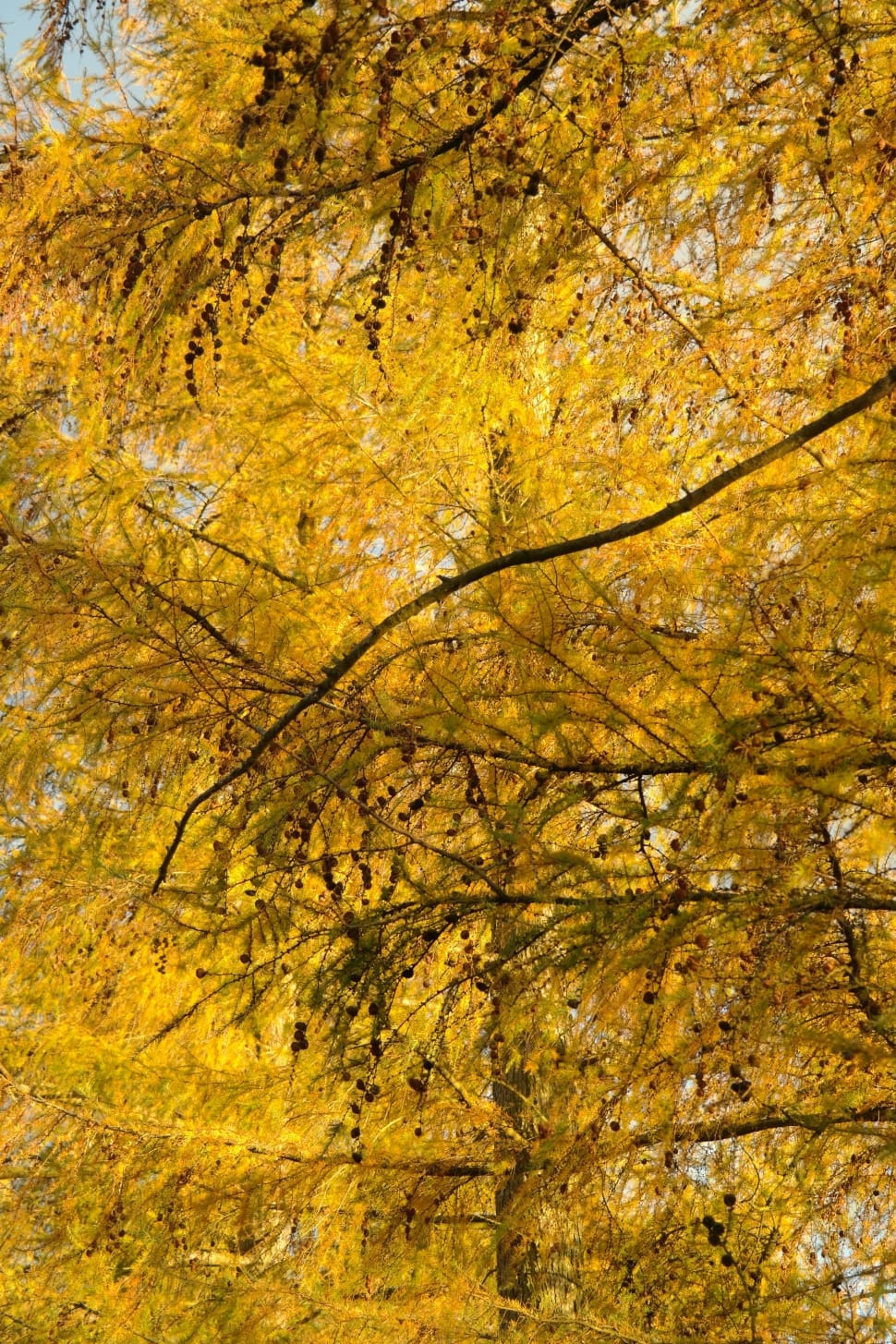yellow leaves tree preview