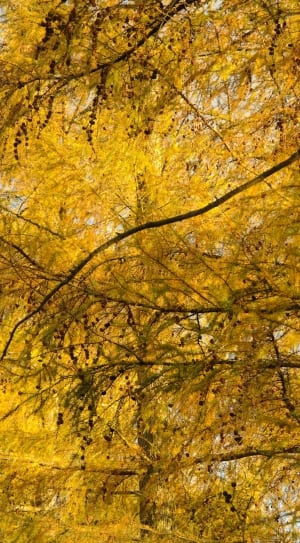 yellow leaves tree thumbnail