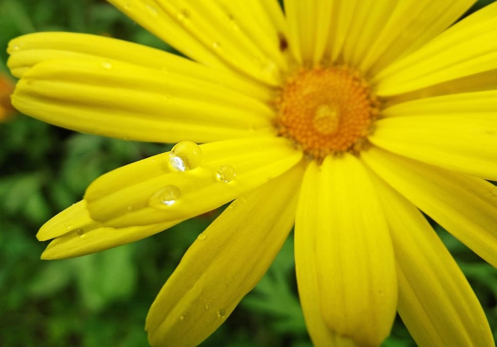 Yellow, Flower, Drop, Droplets, flower, yellow preview