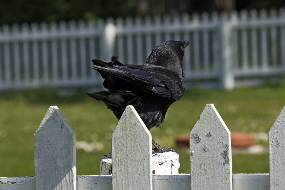 black crow bird preview