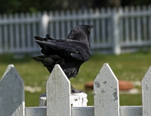 black crow bird thumbnail