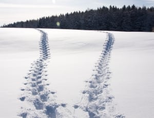 snow covered ground thumbnail